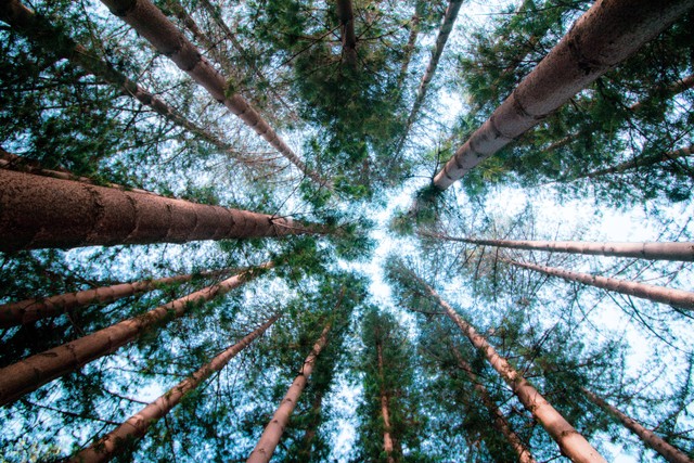 Wisata Hutan Pinus Malang