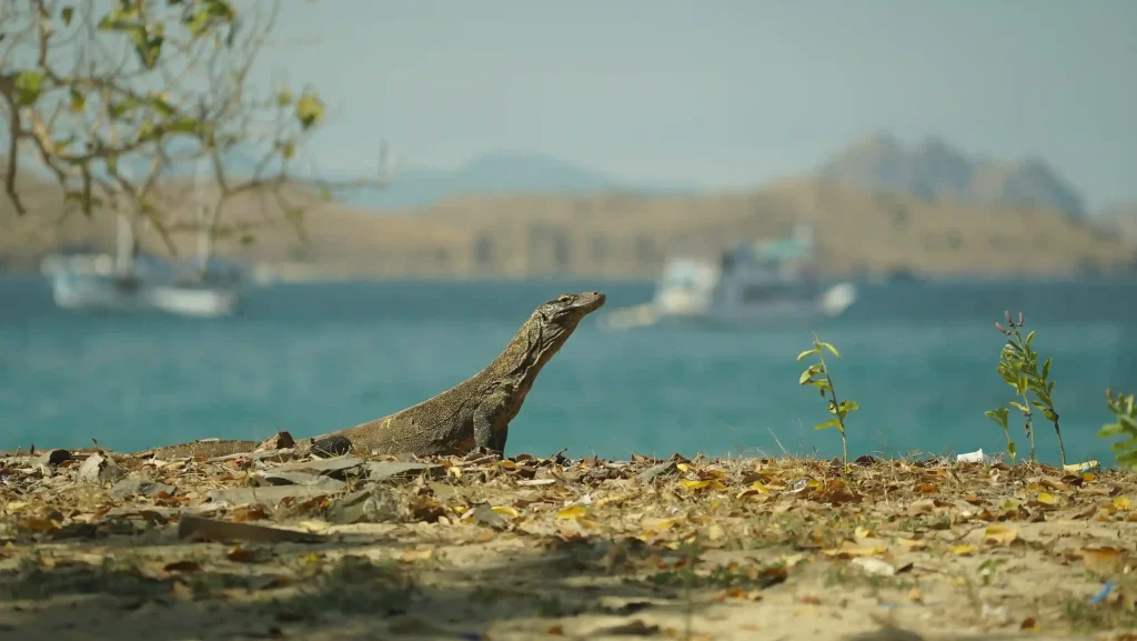 Eksplorasi Pulau Komodo: Habitat Asli Komodo dan Aktivitas Snorkeling