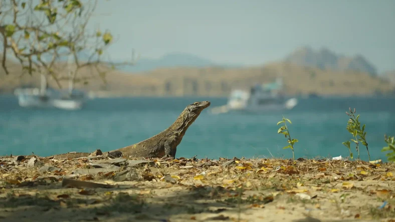 Eksplorasi Pulau Komodo: Habitat Asli Komodo dan Aktivitas Snorkeling